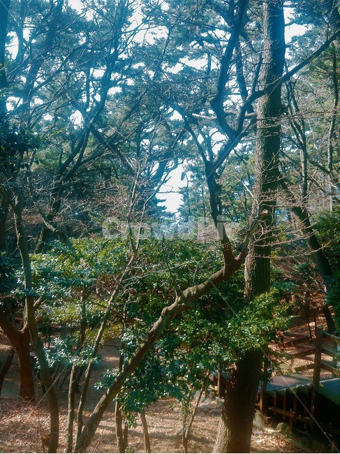 숲,나무,식물,tree,plant,나무줄기,treetrunk