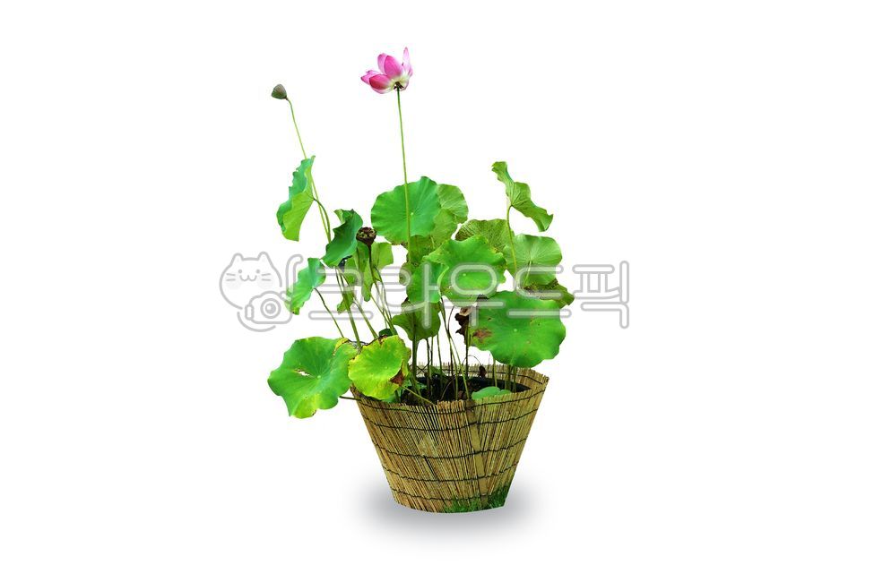 pink,beauty,summerflower,white background,lotus,pottedplant,lotusleaf,petal,pot,design,designsource,blossom,nature,Lotus,buddhism,flower,whitebackground,elegance,lotus leaf,background,summer flowers,design source