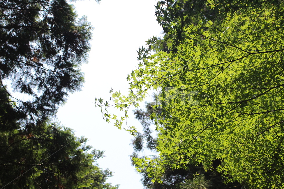나무,식물,plant,treetrunk,맑음,식물,자연,plants,nature