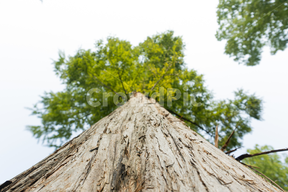 tree,나무,plant,식물,나무줄기,남이섬