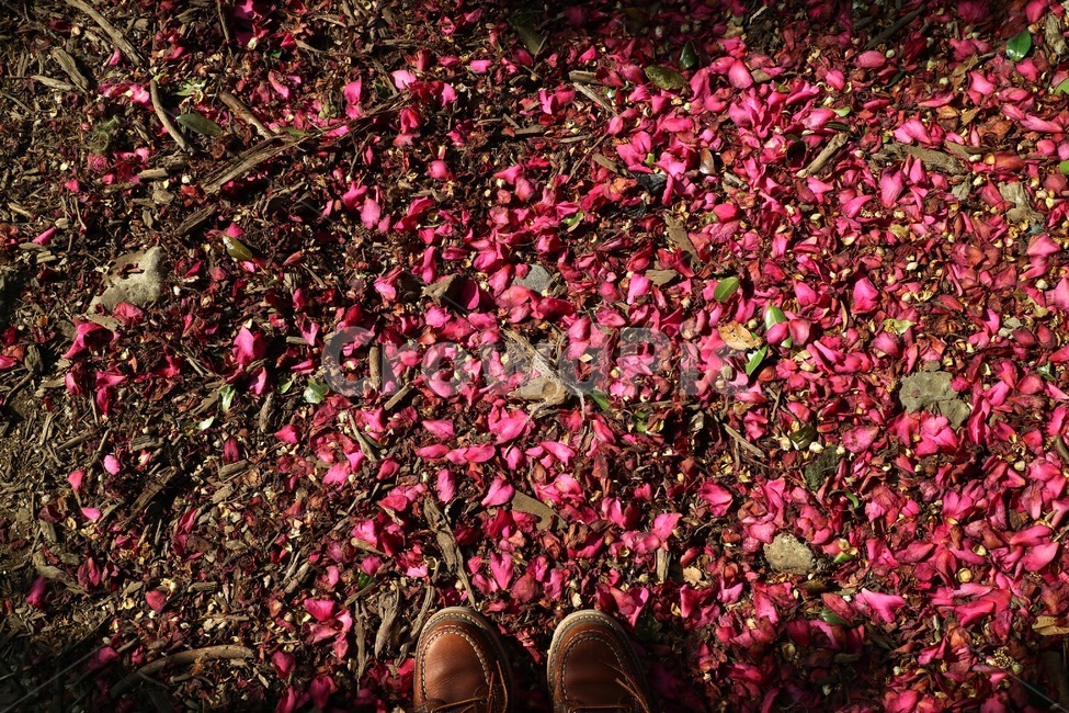 동백,동백꽃,꽃잎,신발,낙화,꽃,flower