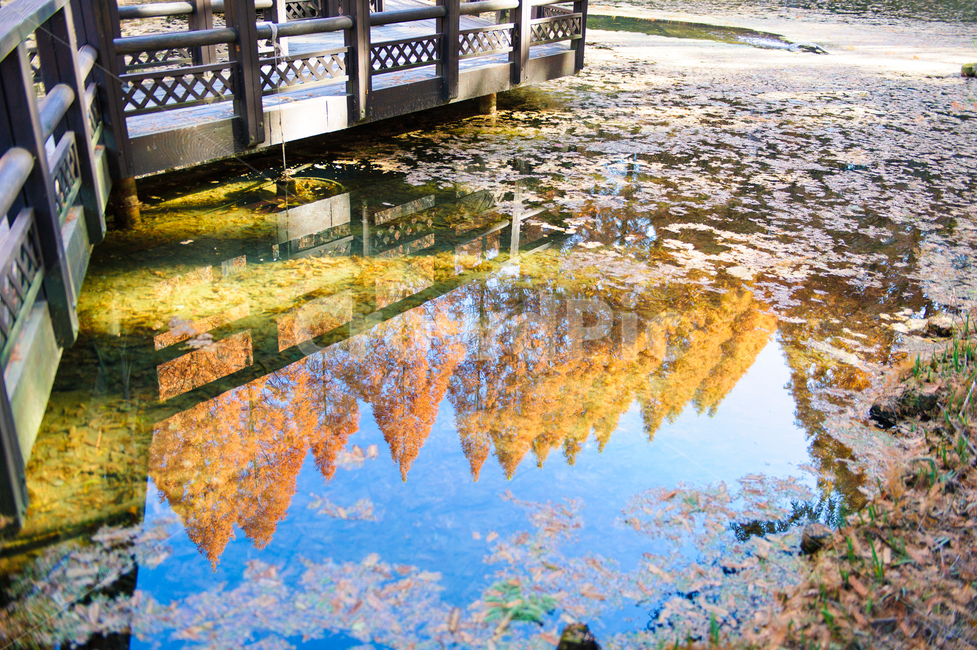 가을,메타세콰이어,반영,호수,낙엽,물,여행,감성사진,감성,가을,계절,fall,autumn,season,자연,풍경,nature,landscape,water