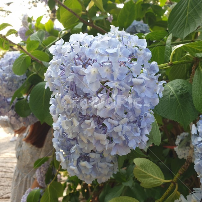 꽃,수국,색감,식물,보라색,blossom,식물,자연,plants,nature,꽃,flower