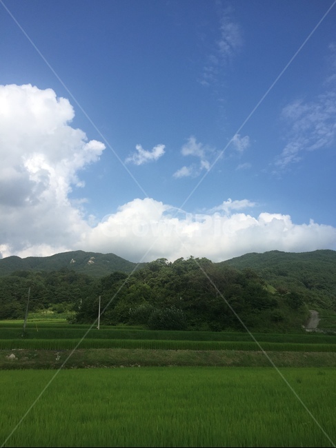 푸른하늘,구름,풍경,논,자연풍경