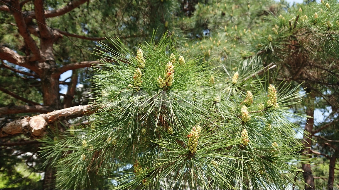 식물,나무,소나무,소나무꽃,녹색,그린,여름,식물,자연,plants,nature