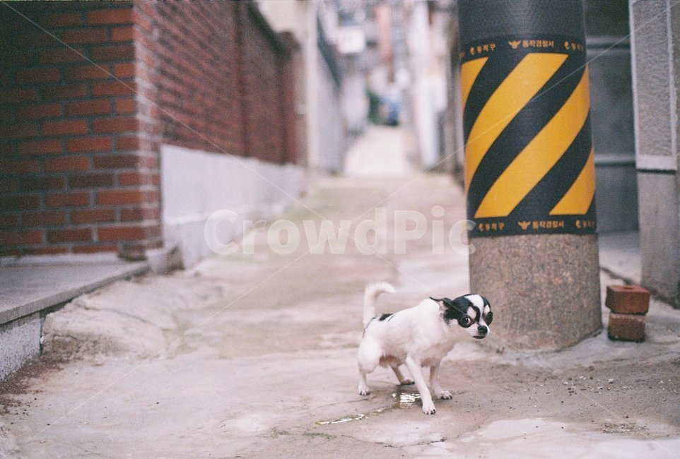 강아지,치와와,dog,chiwhawha,puppy,골목길,alley,동물,animal,포유류,mammal,개,강아지,dog,doggy