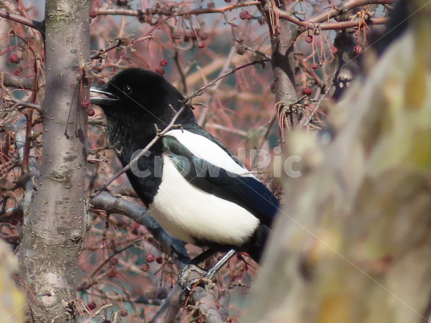 나무,식물,까치,조류,새,나뭇가지,클로즈업,tree,plant,magpie,bird,branches,closeup,동물,animal,조류,새,birds