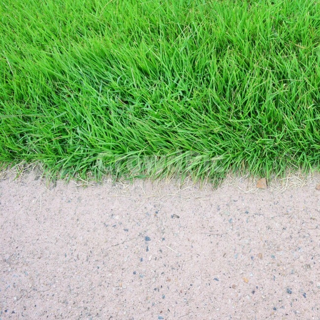 잔디,풀,자연,감성사진,식물,plant,식물,자연,plants,nature