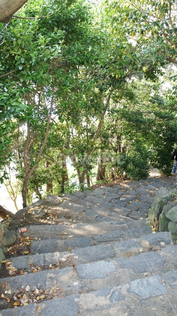 계단,나무,초록,돌,자연,자연,풍경,nature,landscape