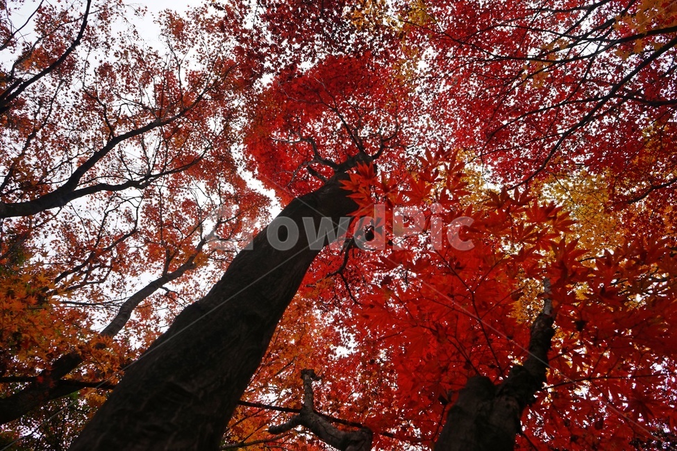 가을,단풍,단풍나무,화려함,가을풍경,autumn,fall,autumnleaves,plant,nature,계절,나무,븕은색,maple,red,season,colorful,느낌,감성,trees,branches,울긋불긋,자연,가을,계절,fall,autumn,season,식물,자연,plants,nature,나무,trees,wood,leaf,잎,tree