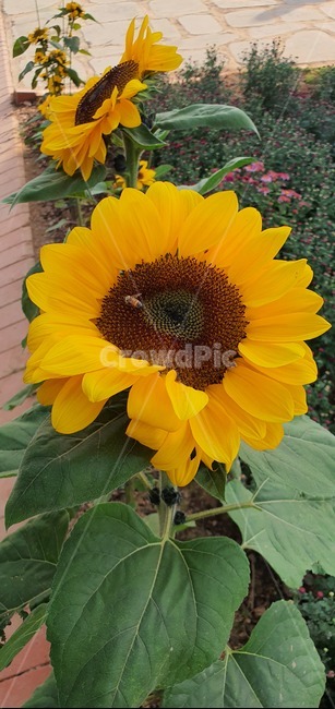 꿀벌,꽃,해바라기,벌,화단,식물
