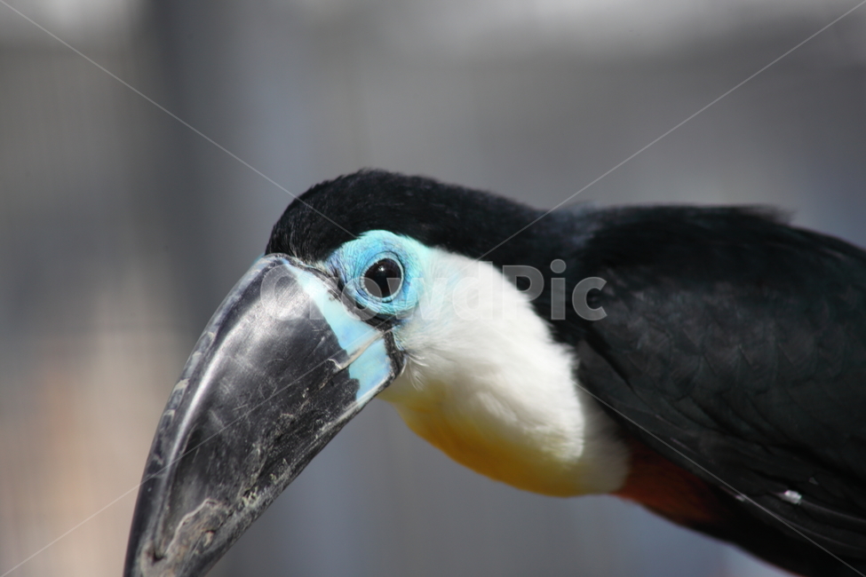 큐비어큰부리새,새,동물,투우칸,cuvierstoucan,동물,animal,조류,새,birds