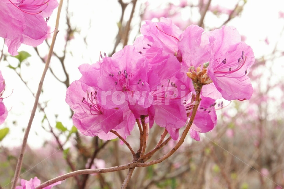꽃,봄,진달래,산,나무,식물,자연,plants,nature,꽃,flower