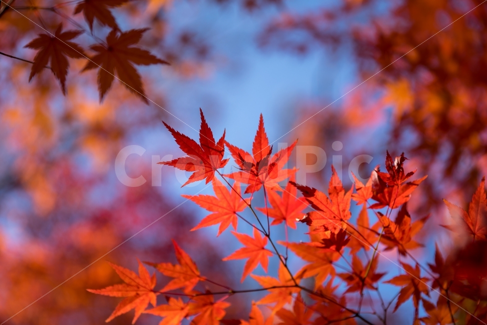 자연,풍경,가을,단풍,단풍잎,가을,계절,fall,autumn,season,식물,자연,plants,nature,감성,sensible,feeling,leaf,잎,plant,tree,나무