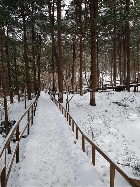 눈,겨울산,눈길,눈산책,길,겨울,계절,winter,season