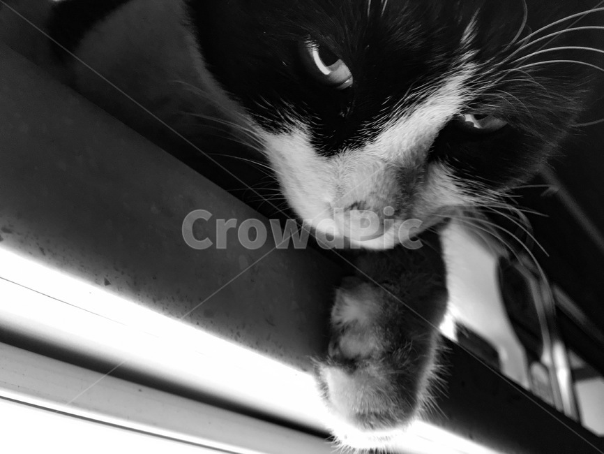 cat,고양이,animal,동물,pet,길고양이,대비강한,흑백사진,애완동물,동물,animal,포유류,mammal,고양이,cat,kitten,kitty,흑백,모노톤,monochrome,black and white