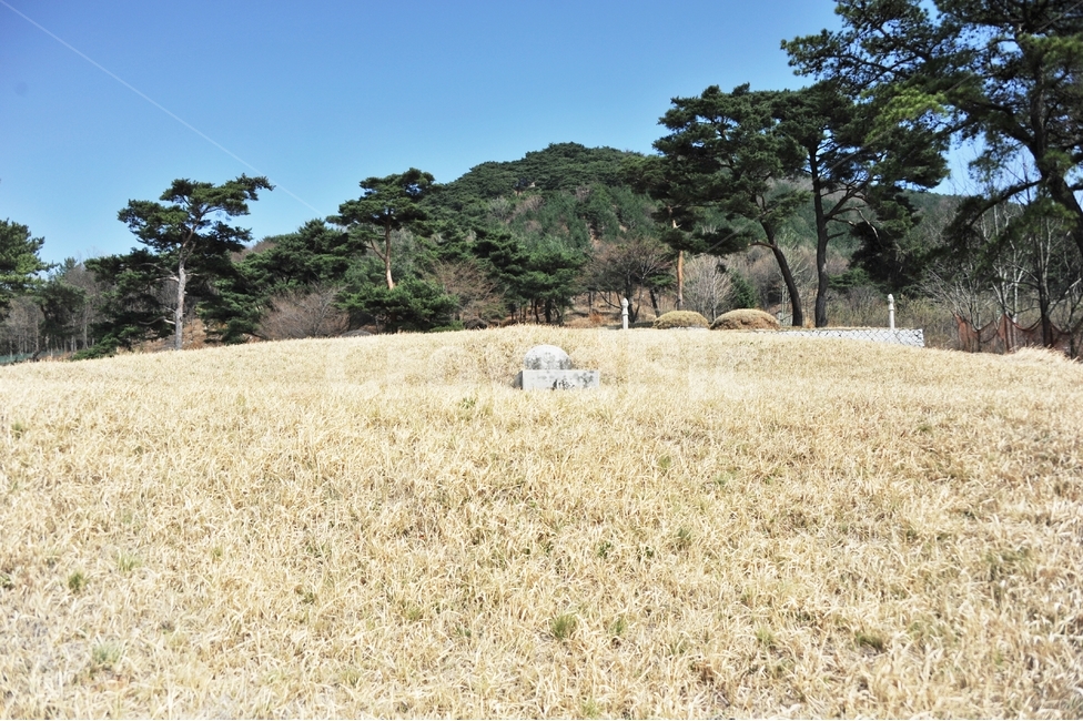 명당,무덤,소나무,가문,선산,비석,선조,잔디,양지,풍수,풍수지리,자연,풍경,nature,landscape,outdoors,옥외,grassland,목초지,field,들