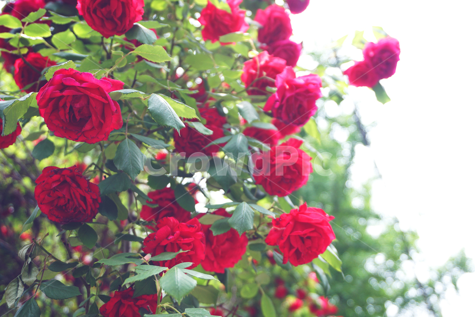 장미,rose,빨간장미,redrose,꽃,flower,red
