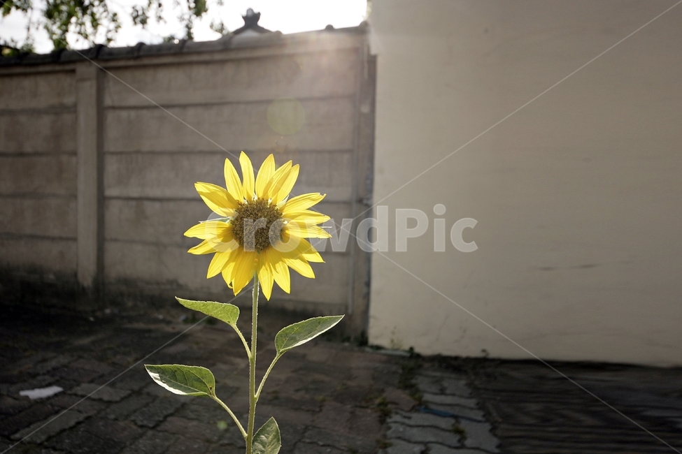 해바라기,한여름,골목,골든타임,일상사진,식물,자연,plants,nature,꽃,flower,감성,sensible,feeling