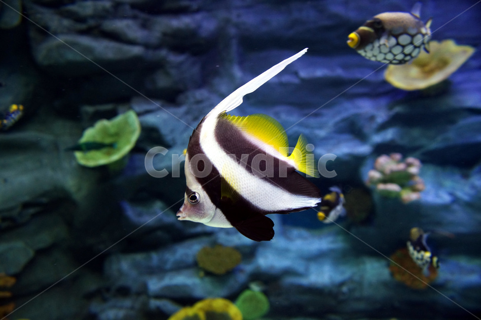물고기,수족관,아쿠아,물,유리,fish,aquarium,aqua,water,glass,동물,animal,어류,물고기,fish