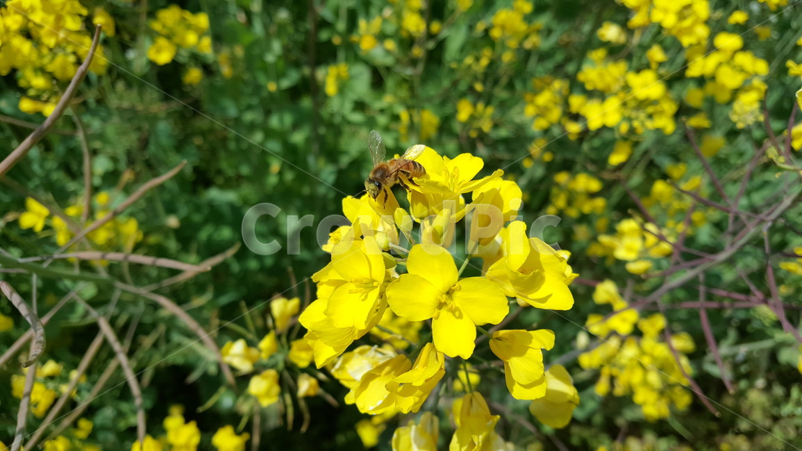 유채꽃,outdoors,옥외,nature,자연,farm,식물,plant