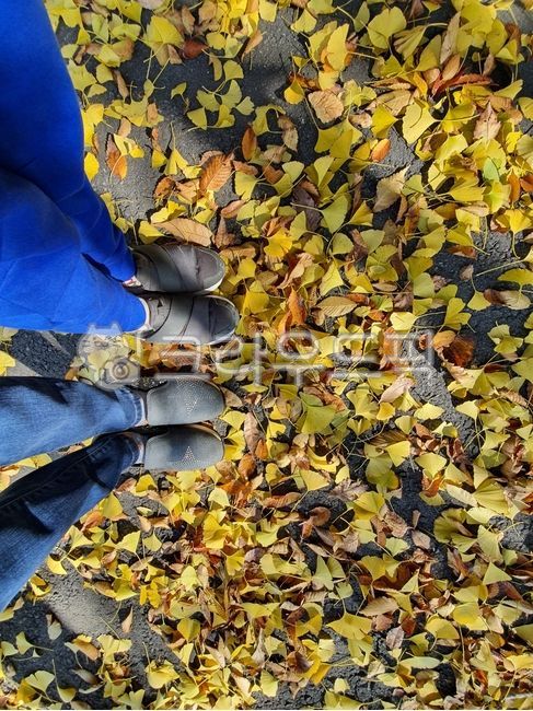 fall play,Stepping on fallen leaves,fallen leaves,autumn scenery,autumn,leaf,Maple