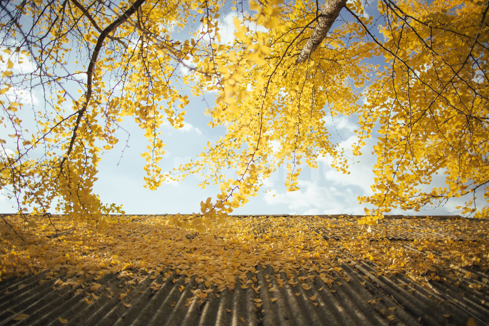 풍경,거창,의동마을,은행나무,노란색,감성사진,가을,자연,가을,계절,fall,autumn,season,tree,나무,plant,식물