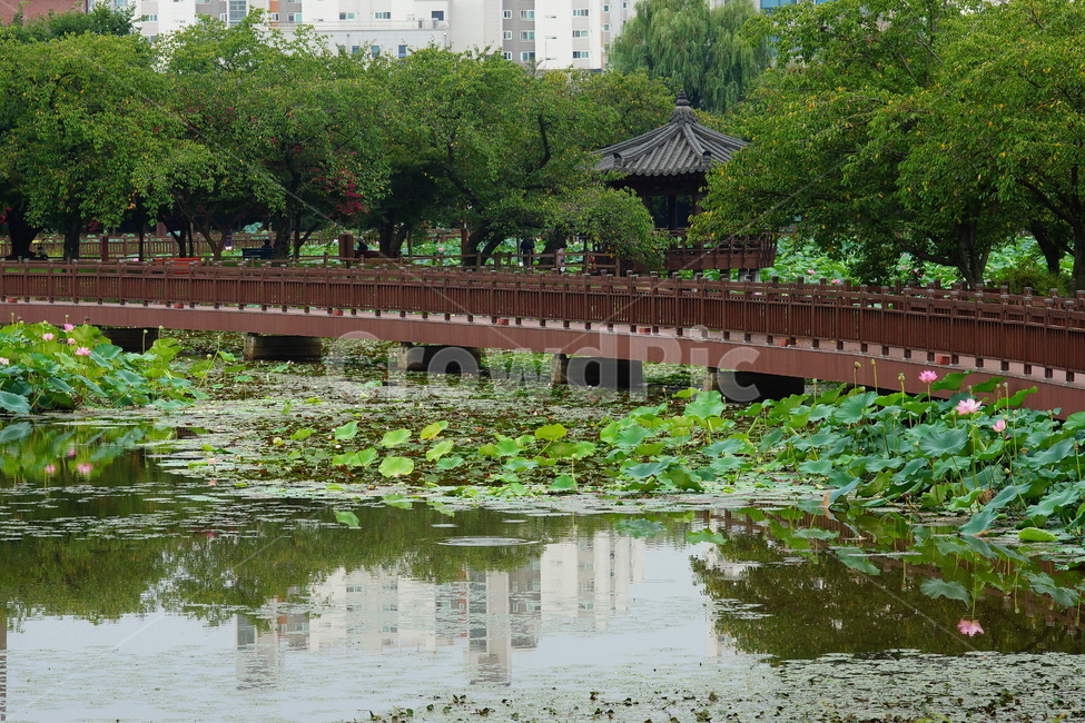 plant,식물,outdoors,nature,자연,자연,풍경,nature,landscape,water,물,옥외