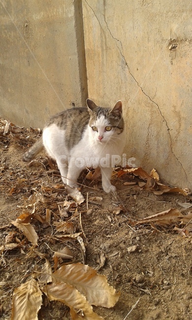 고양이,길고양이,유기묘,코숏,코리안숏헤어,길냥이,cat