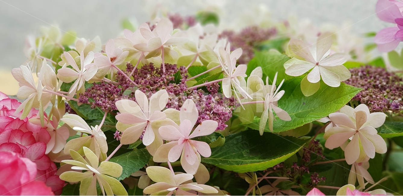 댄스파티수국,수국,아이보리색,식물,예쁨,식물,자연,plants,nature,꽃,flower