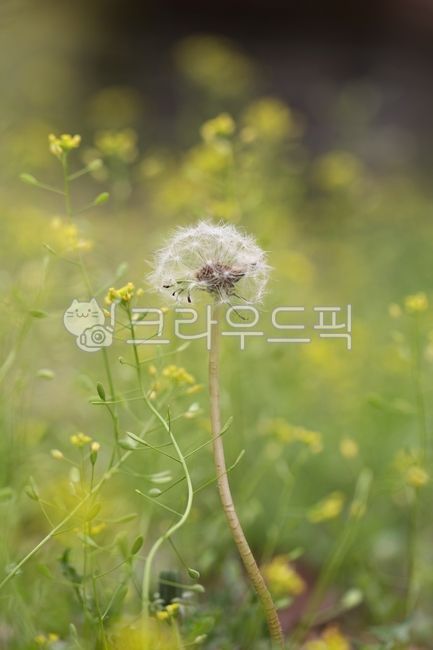 풀꽃,들꽃,꽃다지,감성,민들레홀씨,flower,dandelionpuffs