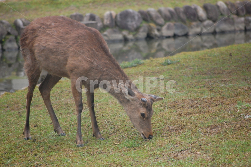 자연,교토,생태계,사슴,동물,잔디,nature,deer,animal
