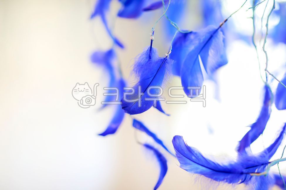 feather,indoor interior,prop,accessories,blue feather