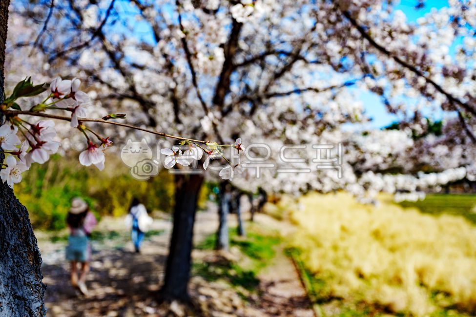 벚꽃, cherryblossoms, 플라워, flower, 4월, 사진,이미지,일러스트,캘리그라피 - 드래곤볼작가