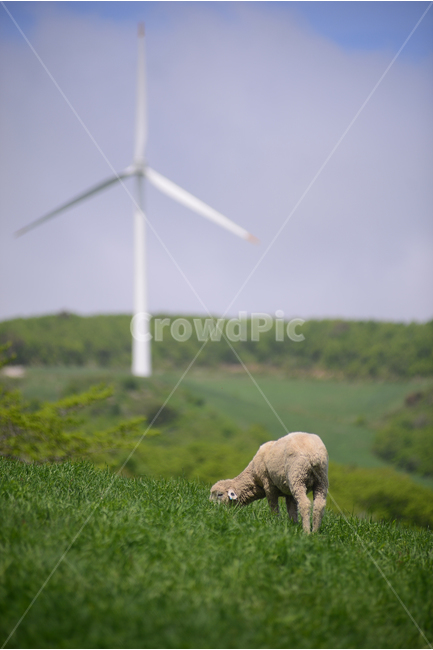 자연,풍경,하늘,구름,목장,초록,하양,nature,landscape,sky,green,korea,lamb,animal,동물,양,동물,animal,포유류,mammal,산업,industry,industrial,에너지산업,energy industry,sheep