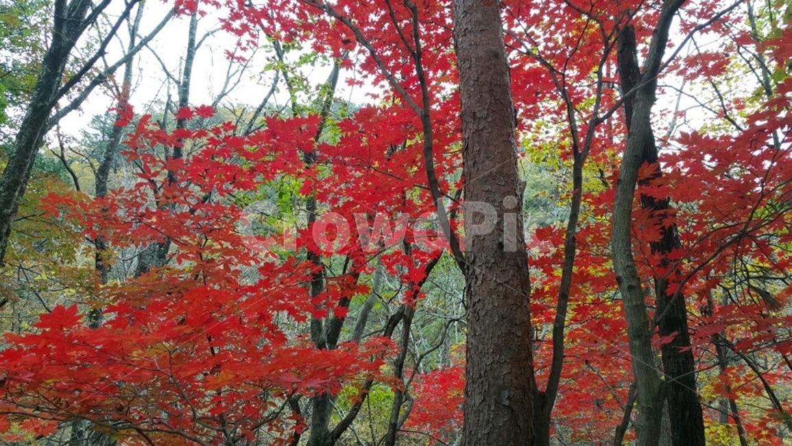 tree,나무,plant,설악산단풍,단풍구경,단풍나무,설악산,가을날씨,가을풍경,가을하늘,풍경,경치