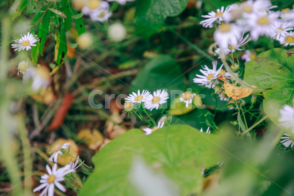 꽃,아름다운,식물,아침이슬,이슬,물방울,풀잎,자연,흰꽃,식물,자연,plants,nature,꽃,flower