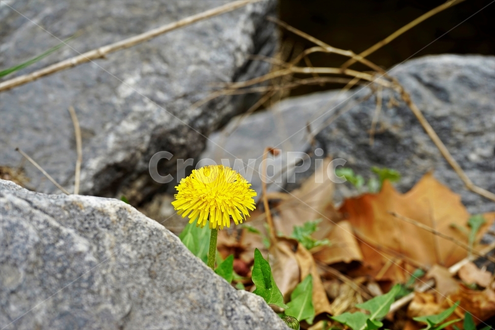 꽃,민들레,노랑,자연,식물,dandelion,flower,spring,봄,plant