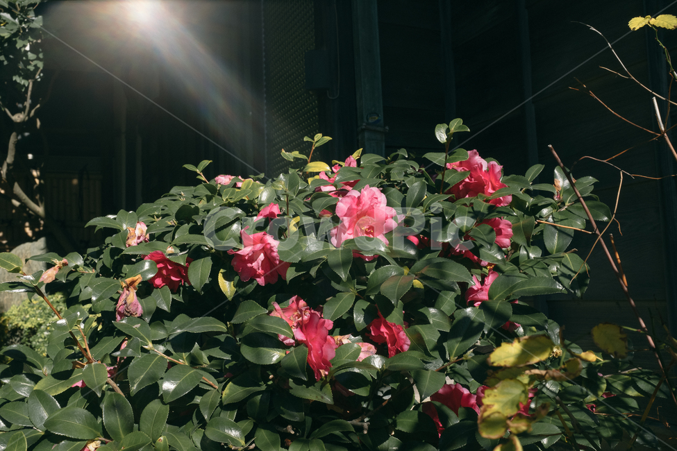 plant,식물,flower,blossom,꽃,geranium,제라늄,동백꽃,햇살,고요