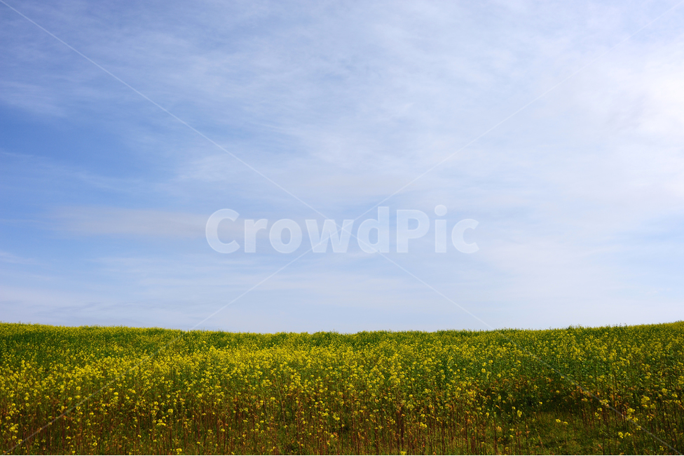 일본,홋카이도,비에이,유채꽃,초록,파랑,하늘,구름,자연,풍경,nature,landscape,outdoors,옥외,grassland,목초지,field,들