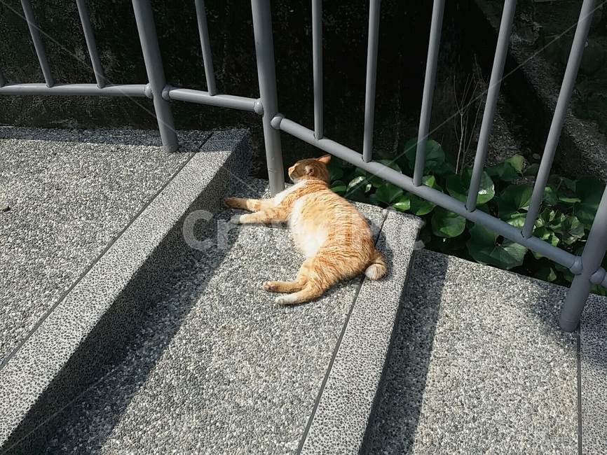 고양이,휴식,힘든,노란고양이,햇볕,빵굽기,계단,귀여운,지침,지친,쉼,눕다,누워있는,누워있는고양이,누운,노랑,동물