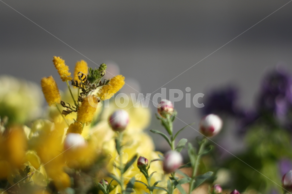 꽃,미니장미,plant,식물,pollen,화분