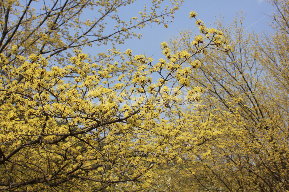 꽃,산수유,노란색,풍경,자연,nature,flower,봄,식물,자연,plants,nature,꽃,flower,나무,trees,wood