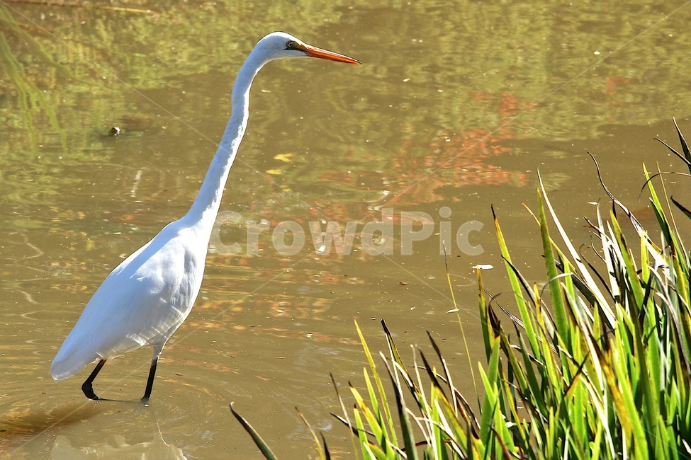 새,목이긴새,물속의새,학,흰색새,whitebird,bird,동물,animal,조류,새,birds