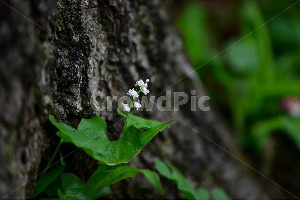 두루미꽃,야생화,꽃,식물,자연,생태,플라워,flower,plants,nature,식물,자연,plants,nature,꽃,flower