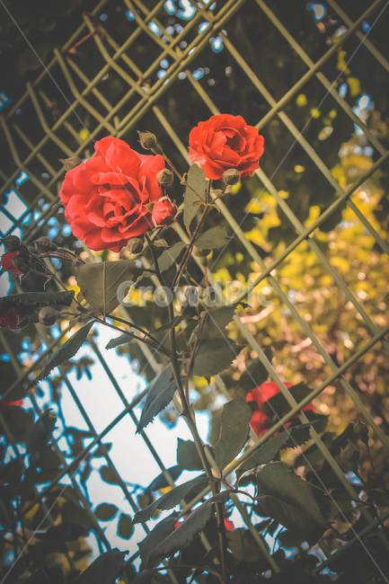 장미,꽃,장미넝쿨,빨간장미,rose
