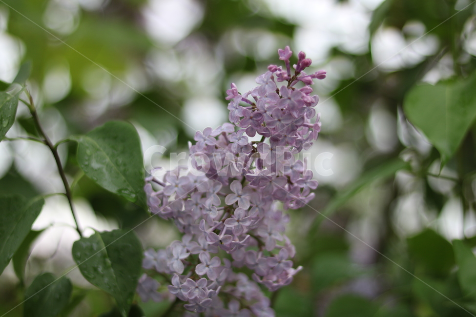 꽃,들꽃,야생화,flower,식물,식물,자연,plants,nature,꽃,flower