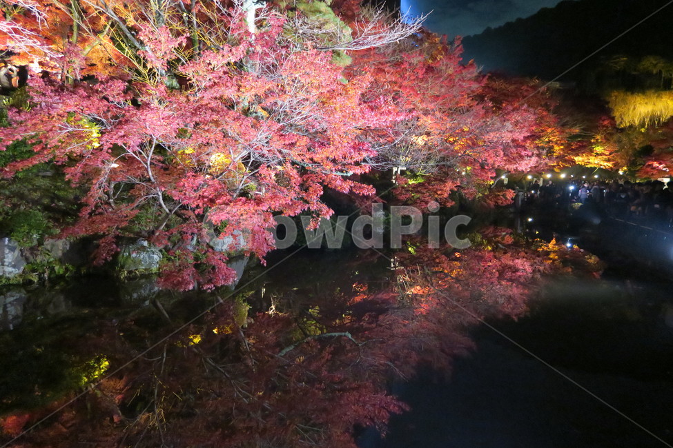 야경,단풍,가을,반사,호수,낙엽,가을,계절,fall,autumn,season,야경,밤,풍경,nightscape,night,landscape,plant,식물,tree,나무