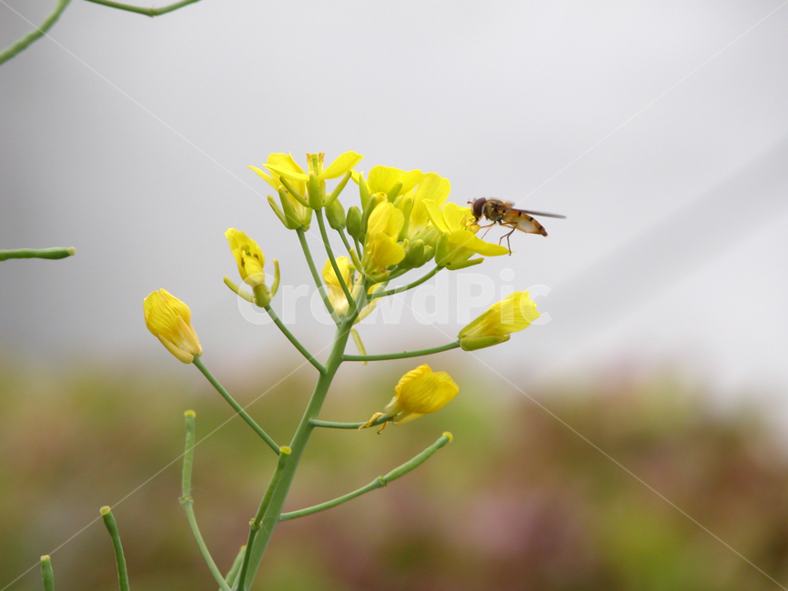 노란색,곤충,노란꽃,식물,꽃,식물,자연,plants,nature,꽃,flower,곤충,벌레,insect,bug