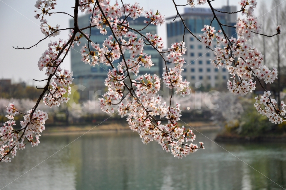 벚꽃,잠실,석촌호수,벚꽃축제,봄,계절,벚꽃잎,가지,호수,축제,cherryblossom,cherryblossomtrees,cherryblossomleaves,cherryblossombranches,lake,flowers,season,spring,festival,봄,계절,spring,season,식물,자연,plants,nature,꽃,flower,plant,blossom